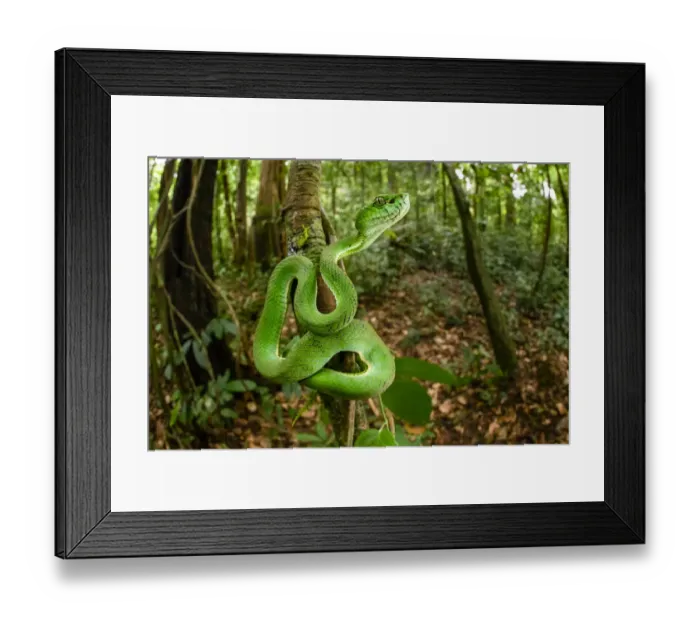 Framed Print : Sumatran pit viper (Trimeresurus sumatranus) juvenile on tree trunk, in tropical rainforest Framed Print : Sumatran pit viper (Trimeresurus sumatranus) juvenile on tree trunk, in tropical rainforest