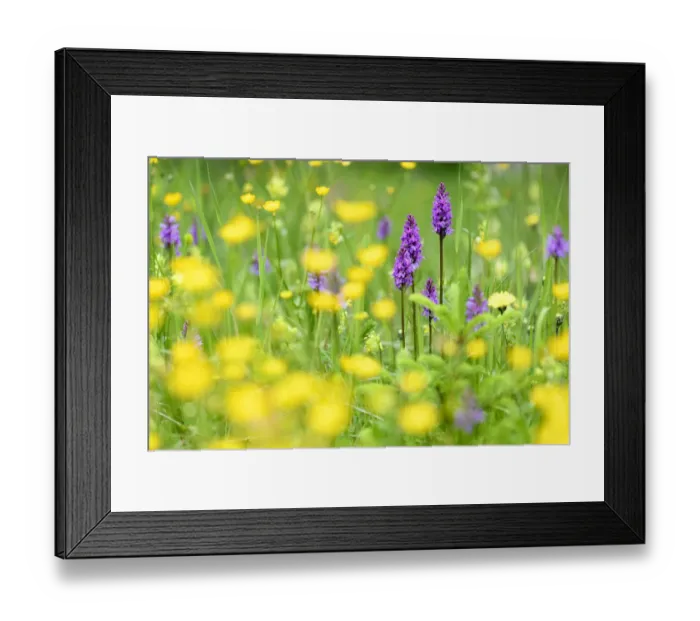 Framed Print : Fragrant orchids (Gymnadenia conopsea) amongst wildflowers in ancient alpine meadow Framed Print : Fragrant orchids (Gymnadenia conopsea) amongst wildflowers in ancient alpine meadow