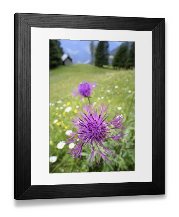 Framed Print : Common knapweed (Centaurea nigra) in ancient alpine meadow with hut. in distance, North Tyrol Framed Print : Common knapweed (Centaurea nigra) in ancient alpine meadow with hut. in distance, North Tyrol