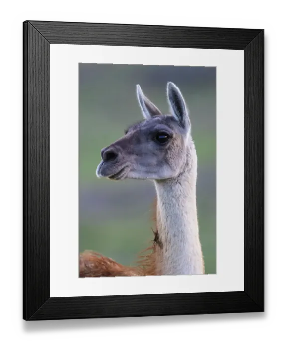 Framed Print : Guanaco (Lama guanicoe) female, alert whilst looking at Puma (Puma concolor) on on opposite slope Framed Print : Guanaco (Lama guanicoe) female, alert whilst looking at Puma (Puma concolor) on on opposite slope