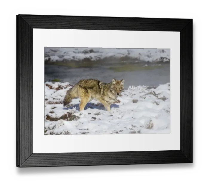 Framed Print : Coyote (Canis latrans) standing near waters edge, in snow Framed Print : Coyote (Canis latrans) standing near waters edge, in snow