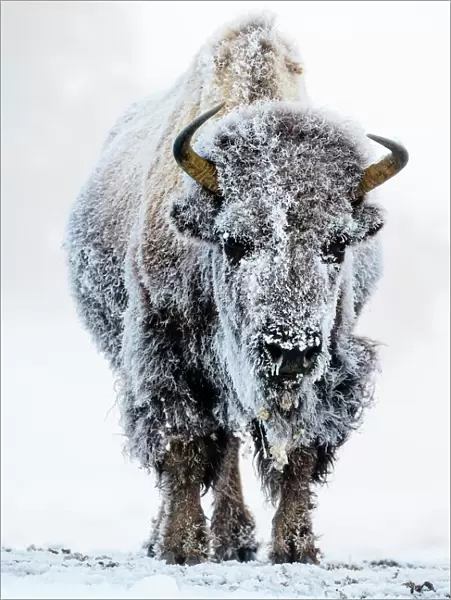 American bison (Bison bison) female covered in hoar frost near hot spring, portrait