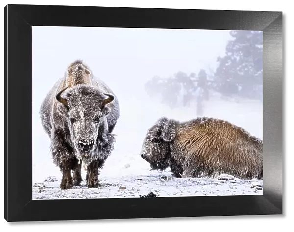 American bison (Bison bison), two females covered in hoar frost near hot spring, portrait
