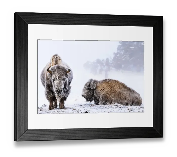 Framed Print : American bison (Bison bison), two females covered in hoar frost near hot spring, portrait Framed Print : American bison (Bison bison), two females covered in hoar frost near hot spring, portrait