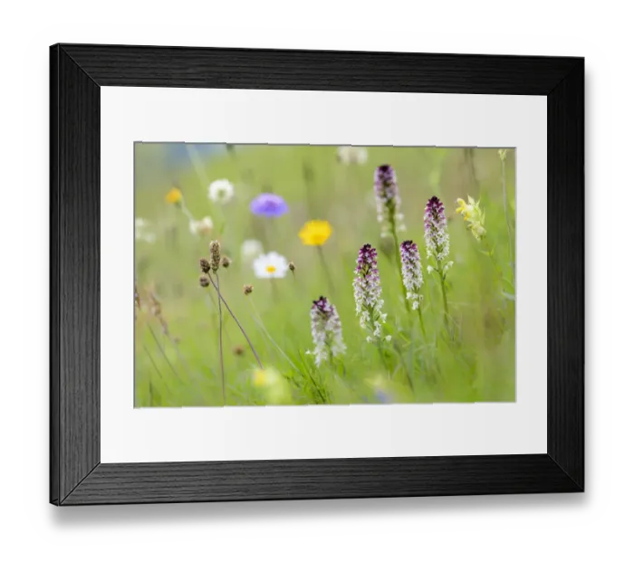 Framed Print : Burnt-tip orchid (Neotinea ustulata) group flowering in species rich ancient alpine meadow Framed Print : Burnt-tip orchid (Neotinea ustulata) group flowering in species rich ancient alpine meadow