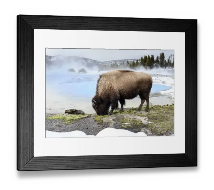 Framed Print : American bison (Bison bison) female grazing near thermal pool, snow on ground Framed Print : American bison (Bison bison) female grazing near thermal pool, snow on ground