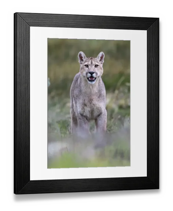 Framed Print : Puma (Puma concolor puma) young male standing with mouth open. Estancia Amarga, near Torres del Paine National Park, Patagonia, Chile. December Framed Print : Puma (Puma concolor puma) young male standing with mouth open. Estancia Amarga, near Torres del Paine National Park, Patagonia, Chile. December
