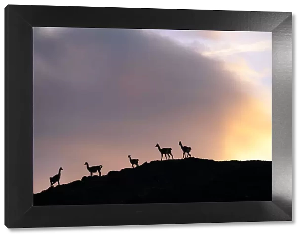 Guanacos (Lama guanicoe), five silhouetted on slope in evening. Torres del Paine National Park