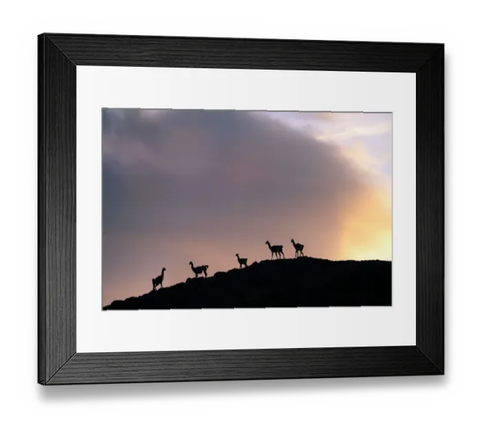 Framed Print : Guanacos (Lama guanicoe), five silhouetted on slope in evening. Torres del Paine National Park Framed Print : Guanacos (Lama guanicoe), five silhouetted on slope in evening. Torres del Paine National Park