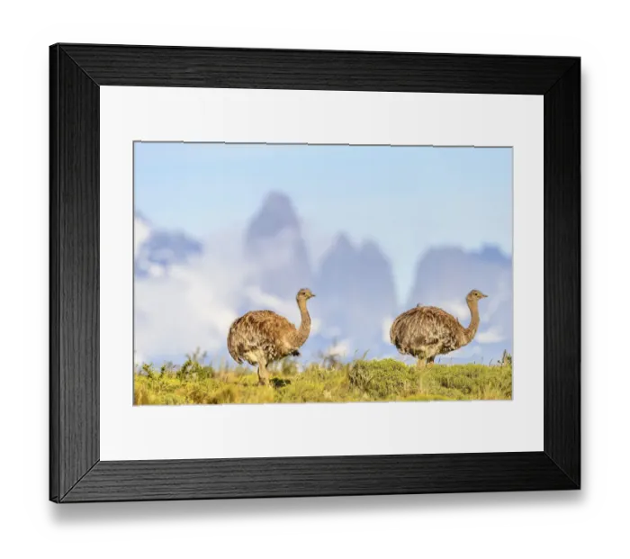 Framed Print : Darwins rhea (Pterocnemia pennata), two with tower peaks in background. Torres Framed Print : Darwins rhea (Pterocnemia pennata), two with tower peaks in background. Torres