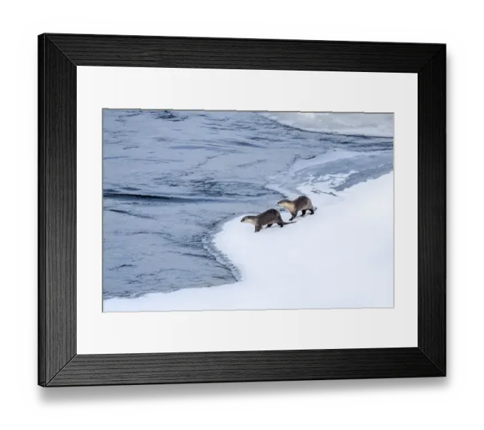 Framed Print : North American river otter (Lutra canadiensis), two standing at edge of frozen Upper Framed Print : North American river otter (Lutra canadiensis), two standing at edge of frozen Upper