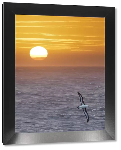 Black-browed albatross (Thalassarche melanophris) in flight over sea at sunrise