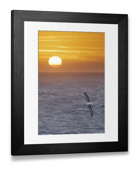 Framed Print : Black-browed albatross (Thalassarche melanophris) in flight over sea at sunrise Framed Print : Black-browed albatross (Thalassarche melanophris) in flight over sea at sunrise
