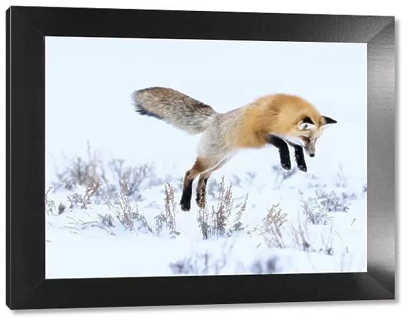 Red fox (Vulpes vulpes) in mid air, snow diving  /  pouncing whilst hunting for rodents