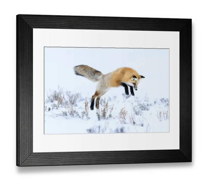 Framed Print : Red fox (Vulpes vulpes) in mid air, snow diving  /  pouncing whilst hunting for rodents