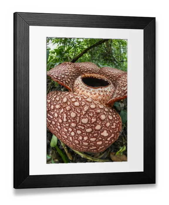 Framed Print : Rafflesia (Rafflesia keithii) flower aged approximately 3 days on rainforest floor