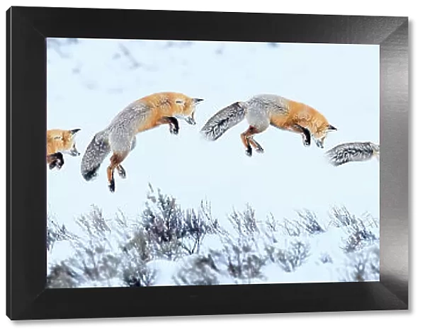 Red fox (Vulpes vulpes) sequence of snow diving whilst hunting for rodents. Hayden Valley, Yellowstone National Park, USA. February 2019. Digital composite