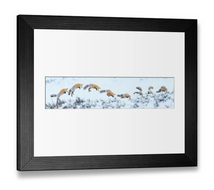 Framed Print : Red fox (Vulpes vulpes) sequence of snow diving whilst hunting for rodents. Hayden Valley, Yellowstone National Park, USA. February 2019. Digital composite Framed Print : Red fox (Vulpes vulpes) sequence of snow diving whilst hunting for rodents. Hayden Valley, Yellowstone National Park, USA. February 2019. Digital composite