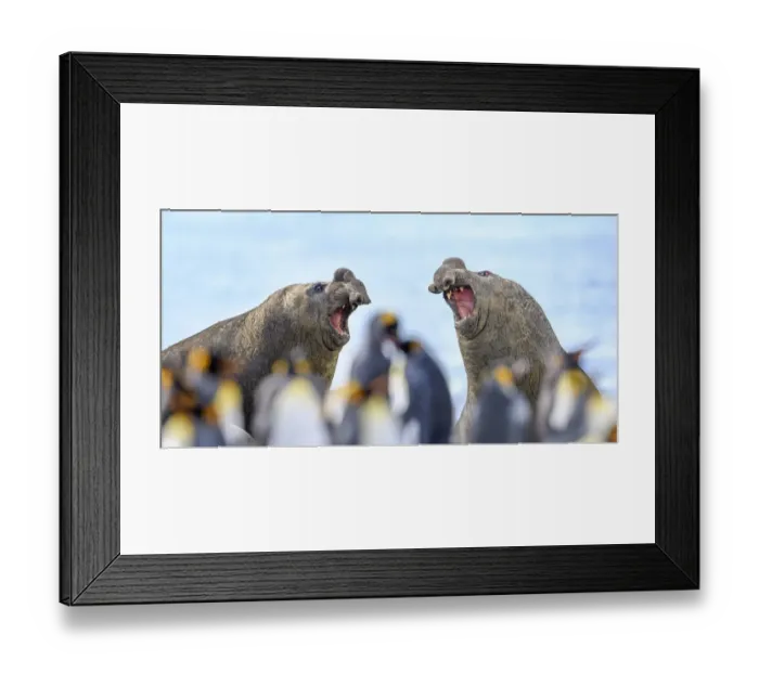 Framed Print : Southern elephant seal (Mirounga leonina), two males, equally matched with mouths Framed Print : Southern elephant seal (Mirounga leonina), two males, equally matched with mouths
