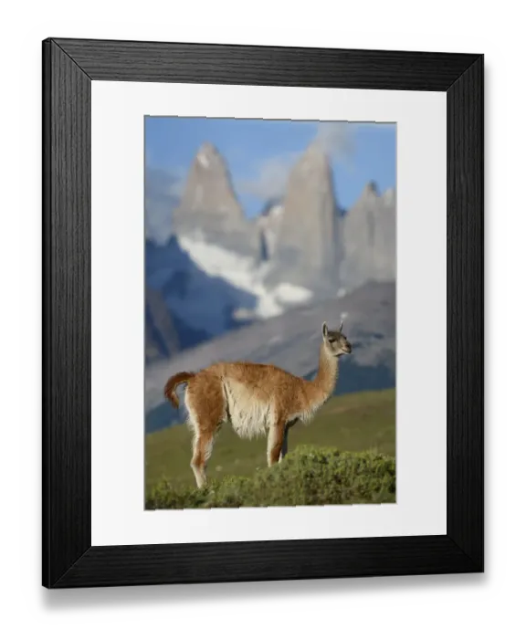 Framed Print : RF - Guanaco (Lama guanicoe) standing in front of mountain towers of Paine Framed Print : RF - Guanaco (Lama guanicoe) standing in front of mountain towers of Paine