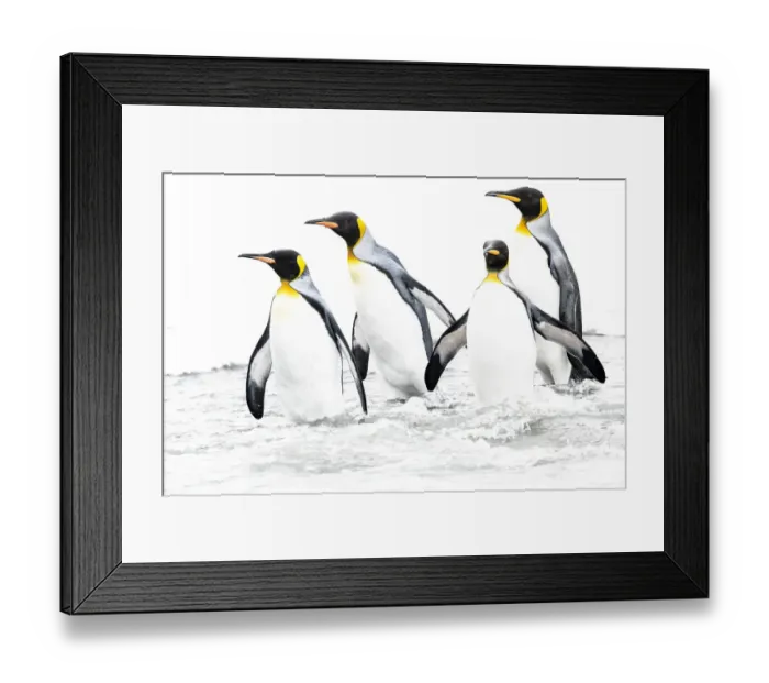 Framed Print : RF - King penguin (Aptenodytes patagonicus), four returning to sea. St Andrews Bay, South Georgia Framed Print : RF - King penguin (Aptenodytes patagonicus), four returning to sea. St Andrews Bay, South Georgia