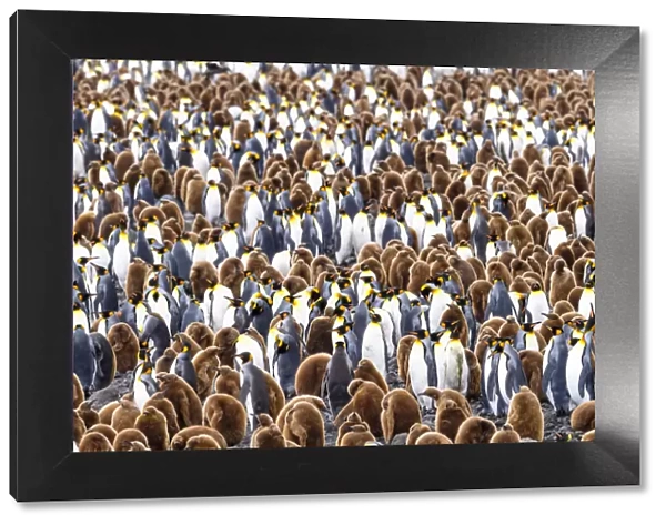 RF - King penguin (Aptenodytes patagonicus) colony with adults and juveniles. Salisbury Plain