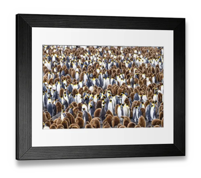 Framed Print : RF - King penguin (Aptenodytes patagonicus) colony with adults and juveniles. Salisbury Plain Framed Print : RF - King penguin (Aptenodytes patagonicus) colony with adults and juveniles. Salisbury Plain