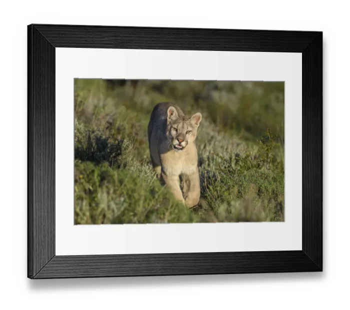Framed Print : RF - Puma (Puma concolor puma), young male walking on hillside near Torres del Paine National Park