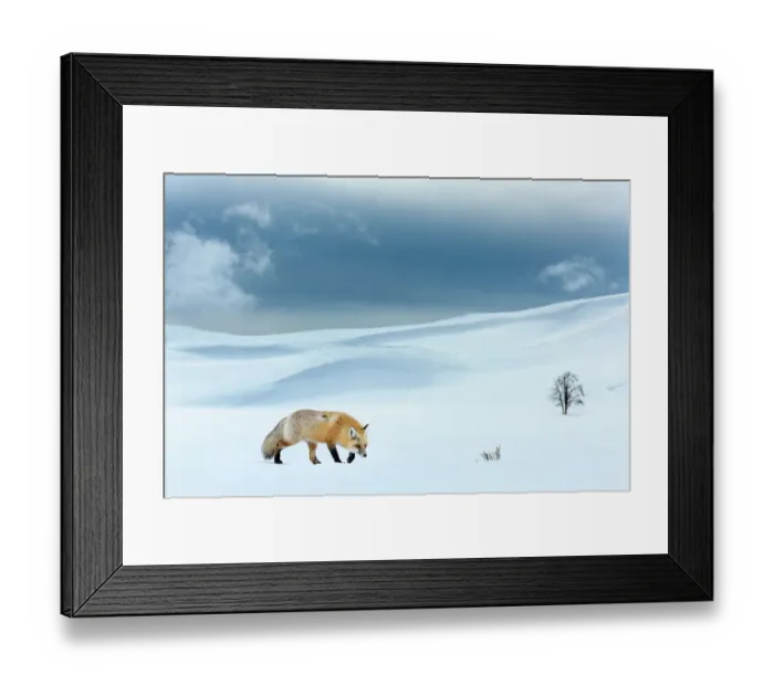 Framed Print : RF - Red fox (Vulpes vulpes) foraging in snow covered valley. Hayden Valley, Yellowstone National Park, USA. February 2019. (This image may be licensed either as rights managed or royalty free.) Framed Print : RF - Red fox (Vulpes vulpes) foraging in snow covered valley. Hayden Valley, Yellowstone National Park, USA. February 2019. (This image may be licensed either as rights managed or royalty free.)