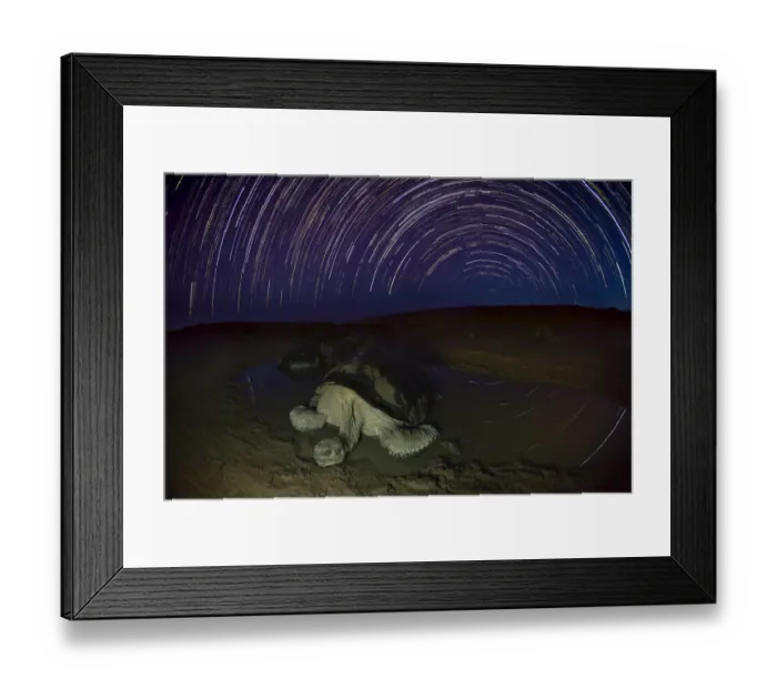 Framed Print : Alcedo giant tortoise (Chelonoidis vandenburghi) in water at night, star trails in Framed Print : Alcedo giant tortoise (Chelonoidis vandenburghi) in water at night, star trails in