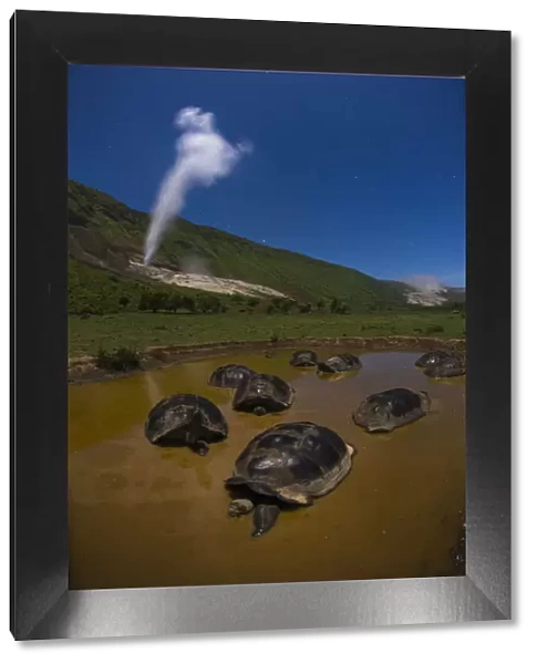 Alcedo giant tortoise (Chelonoidis vandenburghi), group bathing in water. Alcedo Volcano