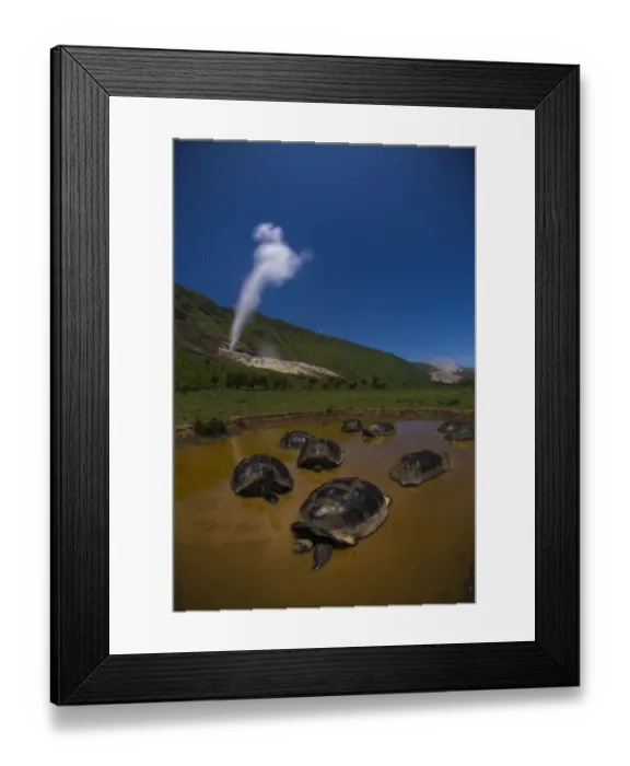 Framed Print : Alcedo giant tortoise (Chelonoidis vandenburghi), group bathing in water. Alcedo Volcano Framed Print : Alcedo giant tortoise (Chelonoidis vandenburghi), group bathing in water. Alcedo Volcano