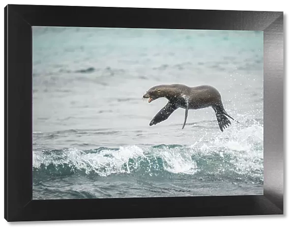 Galapagos sea lion (Zalophus wollebaeki) jumping out of Pacific ocean. Sombrero Chino