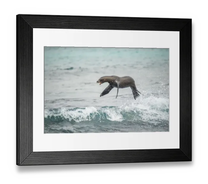 Framed Print : Galapagos sea lion (Zalophus wollebaeki) jumping out of Pacific ocean. Sombrero Chino