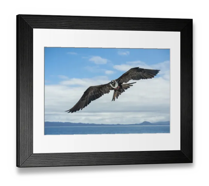 Framed Print : Magnificent frigatebird (Fregata magnificens) in flight over sea between Isabela Island Framed Print : Magnificent frigatebird (Fregata magnificens) in flight over sea between Isabela Island
