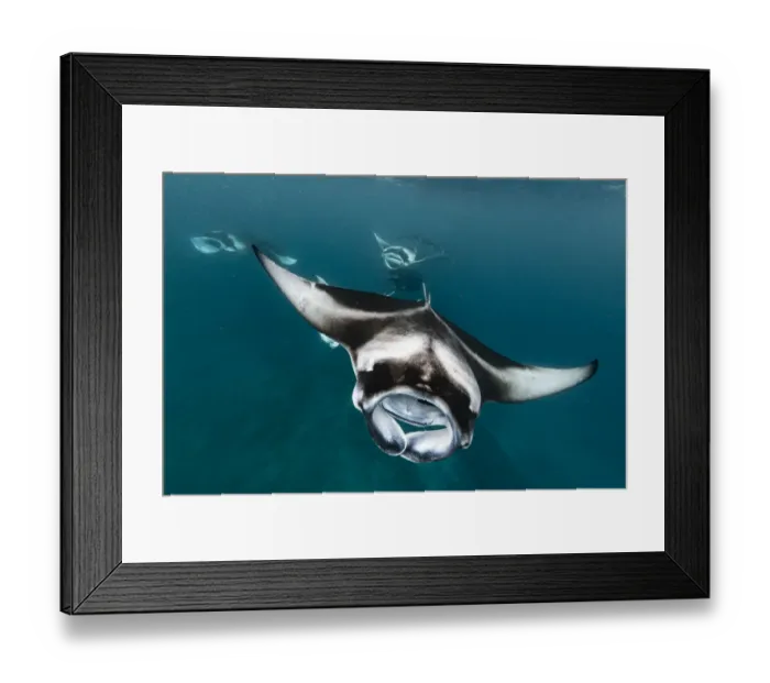 Framed Print : Reef manta ray (Manta alfredi) shoal filter feeding on plankton concentrated by monsoon Framed Print : Reef manta ray (Manta alfredi) shoal filter feeding on plankton concentrated by monsoon