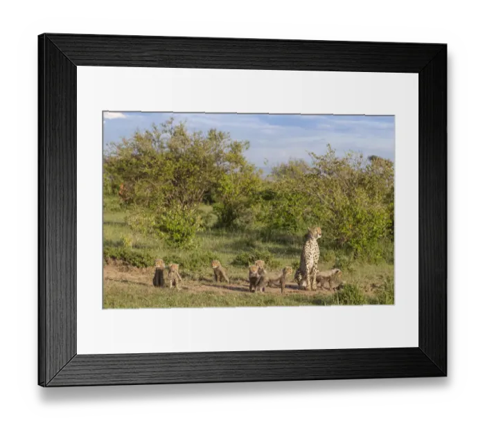 Framed Print : Female cheetah (Acinonyx jubatus) named Silgi (means bright future in Swahili) Framed Print : Female cheetah (Acinonyx jubatus) named Silgi (means bright future in Swahili)