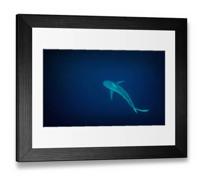 Framed Print : Dusky Shark (Carcharhinus obscurus) solitary shark patrols the deep blue waters off Port St Johns Framed Print : Dusky Shark (Carcharhinus obscurus) solitary shark patrols the deep blue waters off Port St Johns