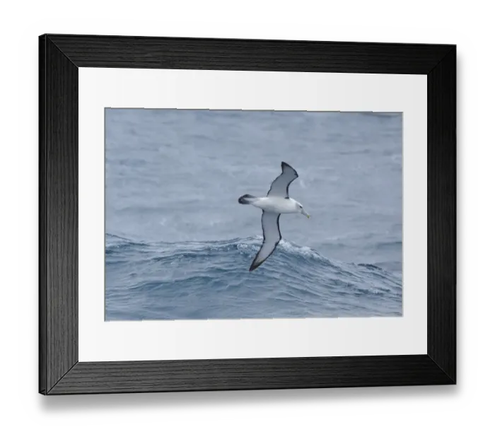 Framed Print : White capped albatross (Thalassarche steadi) in flight at sea. Auckland Islands (Subantarctic) Framed Print : White capped albatross (Thalassarche steadi) in flight at sea. Auckland Islands (Subantarctic)