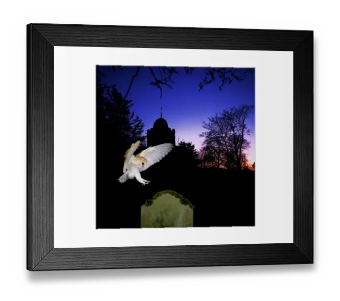 Framed Print : Barn Owl (Tyto alba) landing on gravestone, captive, digital composite, UK Framed Print : Barn Owl (Tyto alba) landing on gravestone, captive, digital composite, UK