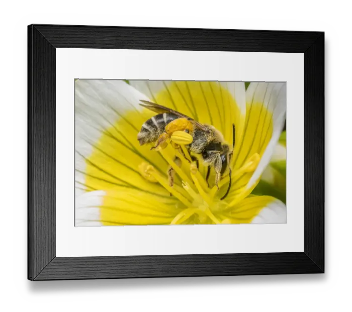 Framed Print : Orange legged furrow bee (Halictus rubicundus) feeding on Poached egg flower (Limnanthes Framed Print : Orange legged furrow bee (Halictus rubicundus) feeding on Poached egg flower (Limnanthes