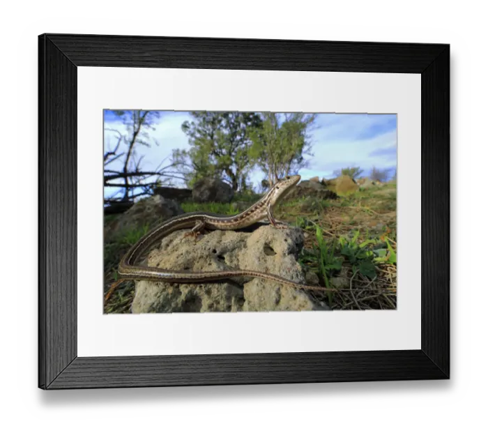 Framed Print : Eastern striped skink (Ctenotus spaldingi) Merri Creek corridor, Melbourne, Victoria, Australia Framed Print : Eastern striped skink (Ctenotus spaldingi) Merri Creek corridor, Melbourne, Victoria, Australia
