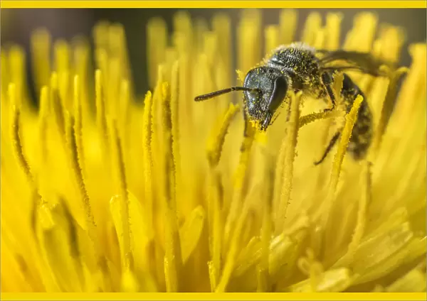 Smeathmans furrow bee (Lasioglossum smeathmanellum), feeding on Dandelion (Taraxacum