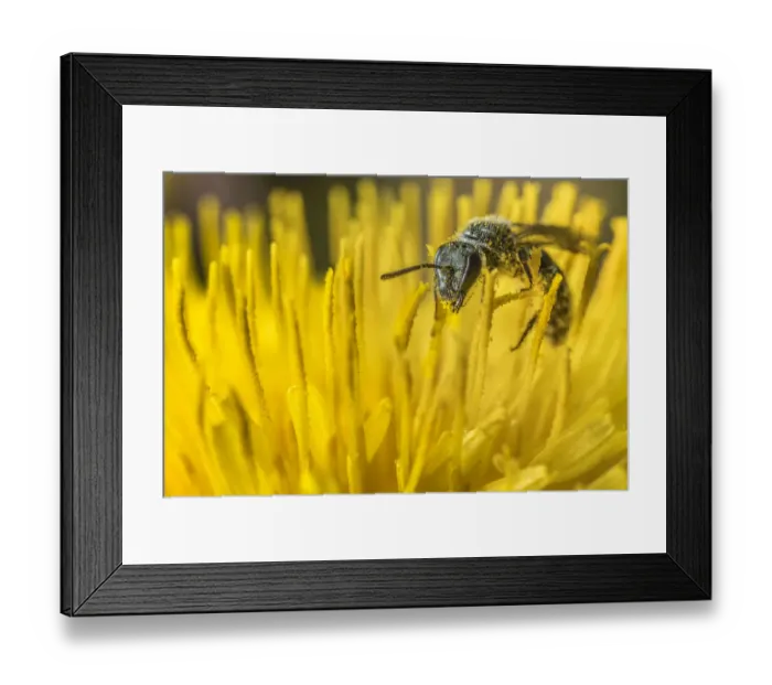 Framed Print : Smeathmans furrow bee (Lasioglossum smeathmanellum), feeding on Dandelion (Taraxacum Framed Print : Smeathmans furrow bee (Lasioglossum smeathmanellum), feeding on Dandelion (Taraxacum