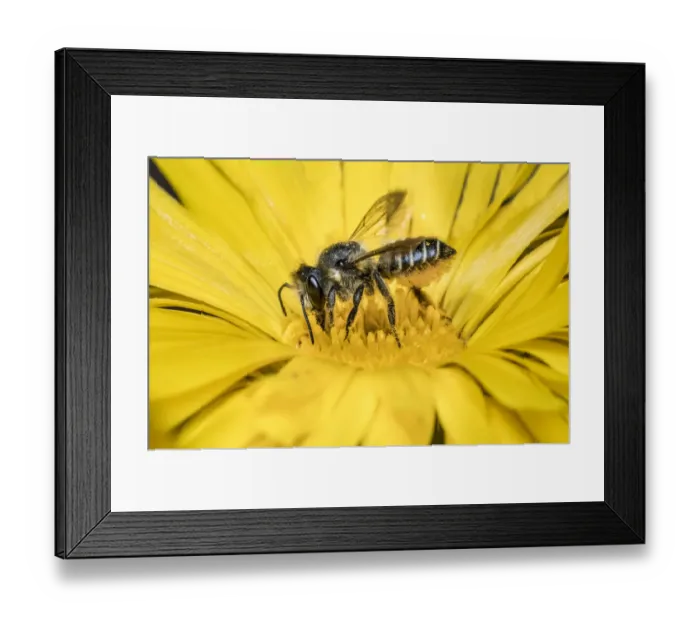 Framed Print : Patchwork leafcutter bee (Megachile centuncularis) feeding from Common marigold Framed Print : Patchwork leafcutter bee (Megachile centuncularis) feeding from Common marigold