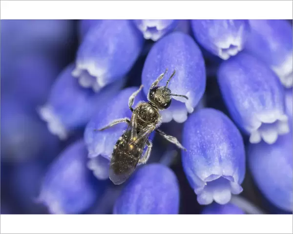 Smeathmans furrow bee (Lasioglossum smeathmanellum) Monmouthshire, Wales, UK. April