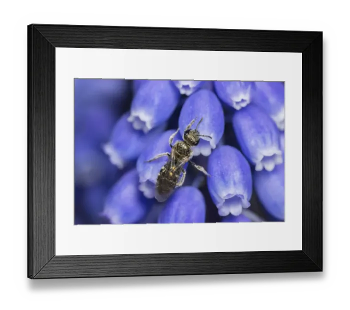 Framed Print : Smeathmans furrow bee (Lasioglossum smeathmanellum) Monmouthshire, Wales, UK. April