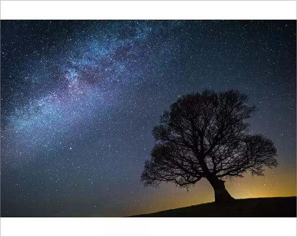 Milky Way in night sky with silhouette of tree, Brecon Beacons National Park, an