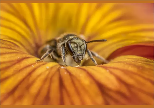Smeathmans furrow bee (Lasioglossum smeathmanellum), feeding on Wallflower (Erysimum sp
