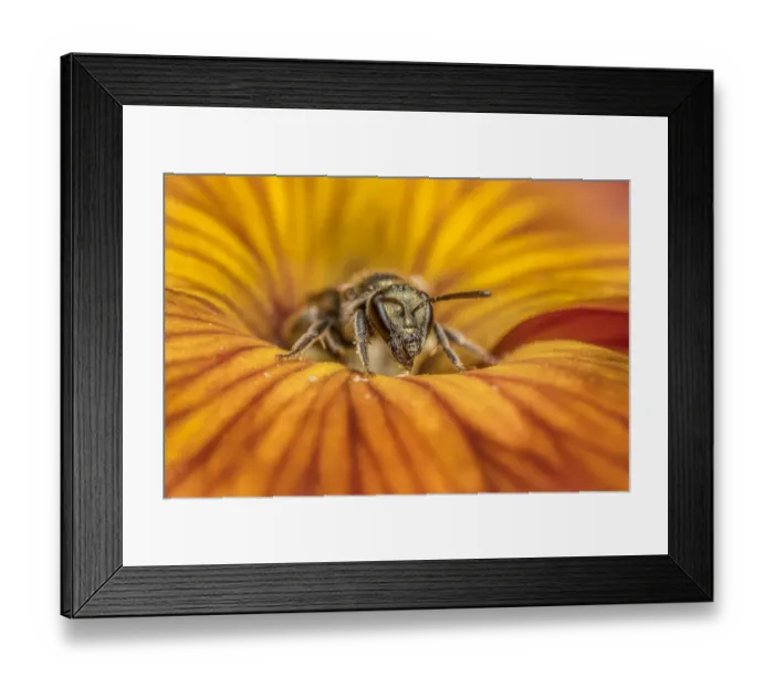 Framed Print : Smeathmans furrow bee (Lasioglossum smeathmanellum), feeding on Wallflower (Erysimum sp Framed Print : Smeathmans furrow bee (Lasioglossum smeathmanellum), feeding on Wallflower (Erysimum sp